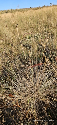 Loudetiopsis chrysothrix, photograph 5