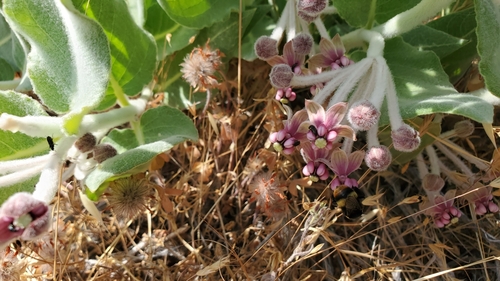 iNaturalist observation photo of Crotch's Bumble Bee