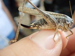 Platycleis affinis affinis