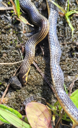 Lined Reed Snake, Calamaria griswoldi