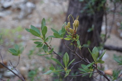 Rhododendron occidentale