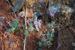 Monardella sheltonii