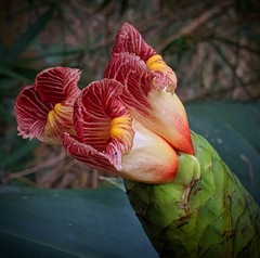 Costus laevis