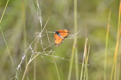 Acraea anacreon