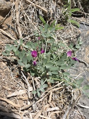 Astragalus mohavensis