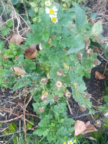 feverfew