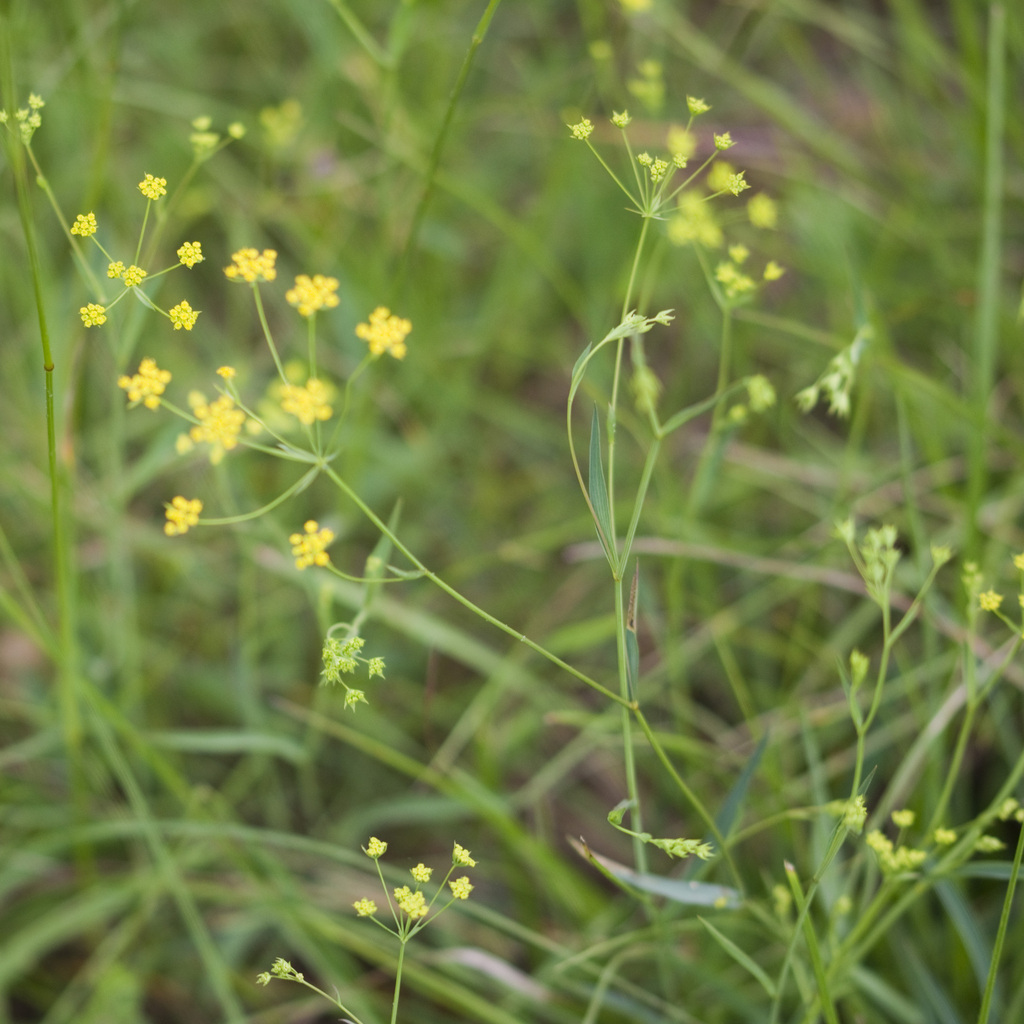 Sickle-leaved Hare's-ear