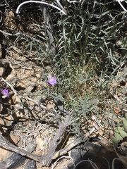 Astragalus panamintensis