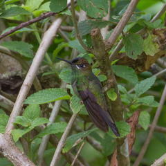 Heliodoxa leadbeateri