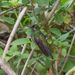 Heliodoxa leadbeateri