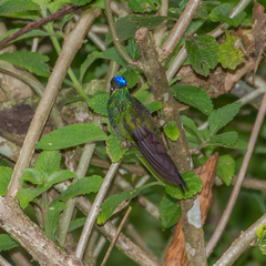 Heliodoxa leadbeateri
