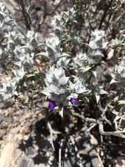 Salvia funerea