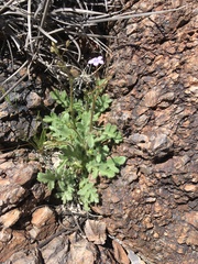 Gilia scopulorum