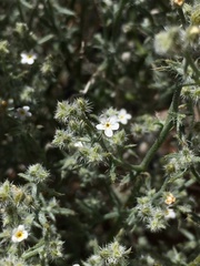 Johnstonella racemosa