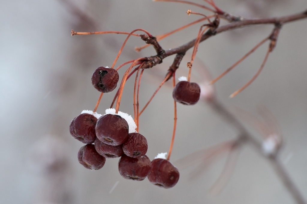 rosthern-siberian-crabapple-kiwi-nurseries-ltd