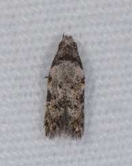 Taygete attributella