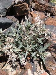 Mentzelia oreophila