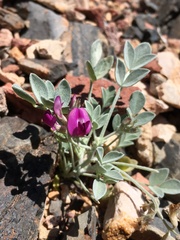 Astragalus mohavensis