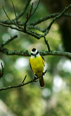 Pitangus sulphuratus