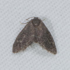 Epipyropidae
