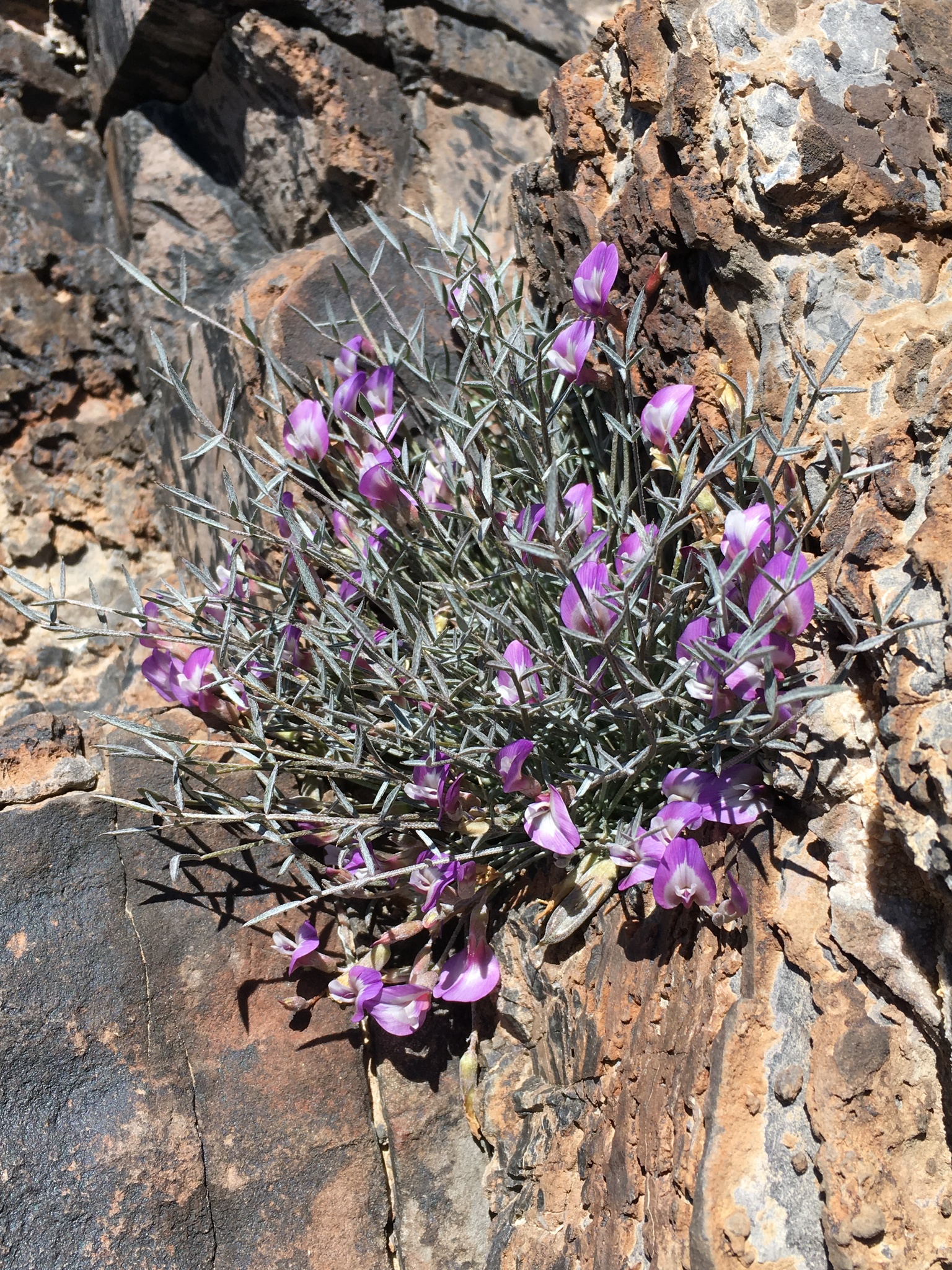 Astragalus panamintensis