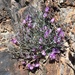 Panamint Milkvetch - Photo (c) Matt Berger, some rights reserved (CC BY), uploaded by Matt Berger