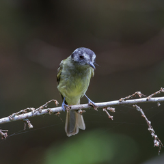 Leptopogon superciliaris