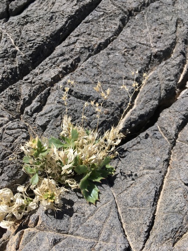 Ripley's gilia (Aliciella ripleyi)