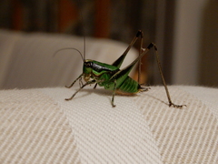 Eupholidoptera chabrieri