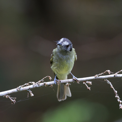 Leptopogon superciliaris