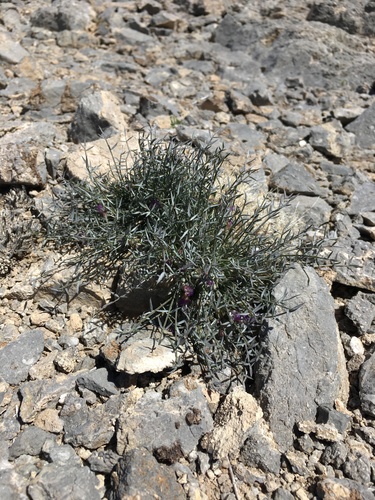 Image of Astragalus panamintensis by (c) Matt Berger, some rights reserved (CC BY)