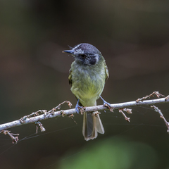 Leptopogon superciliaris