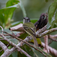 Leptopogon superciliaris