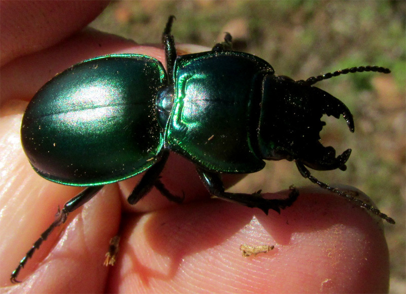 Pasimachus mexicanus