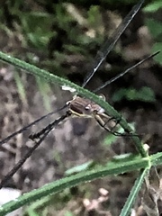 Archilestes