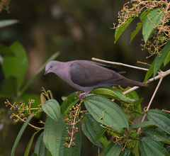 Patagioenas plumbea