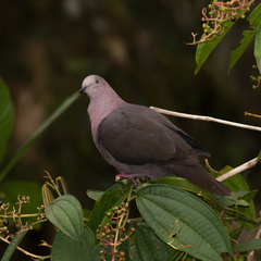 Patagioenas plumbea