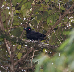 Cephalopterus ornatus