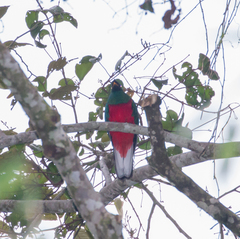 Pharomachrus antisianus