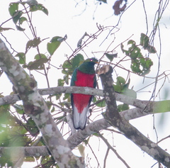 Pharomachrus antisianus