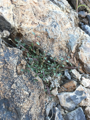 Image of Hedeoma nana by (c) Matt Berger, some rights reserved (CC BY)