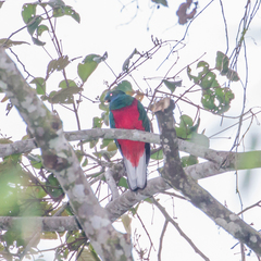 Pharomachrus antisianus