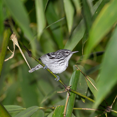 Stripe-Chested Antwren photo 3