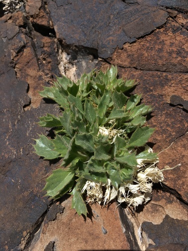 Ripley's gilia (Aliciella ripleyi)