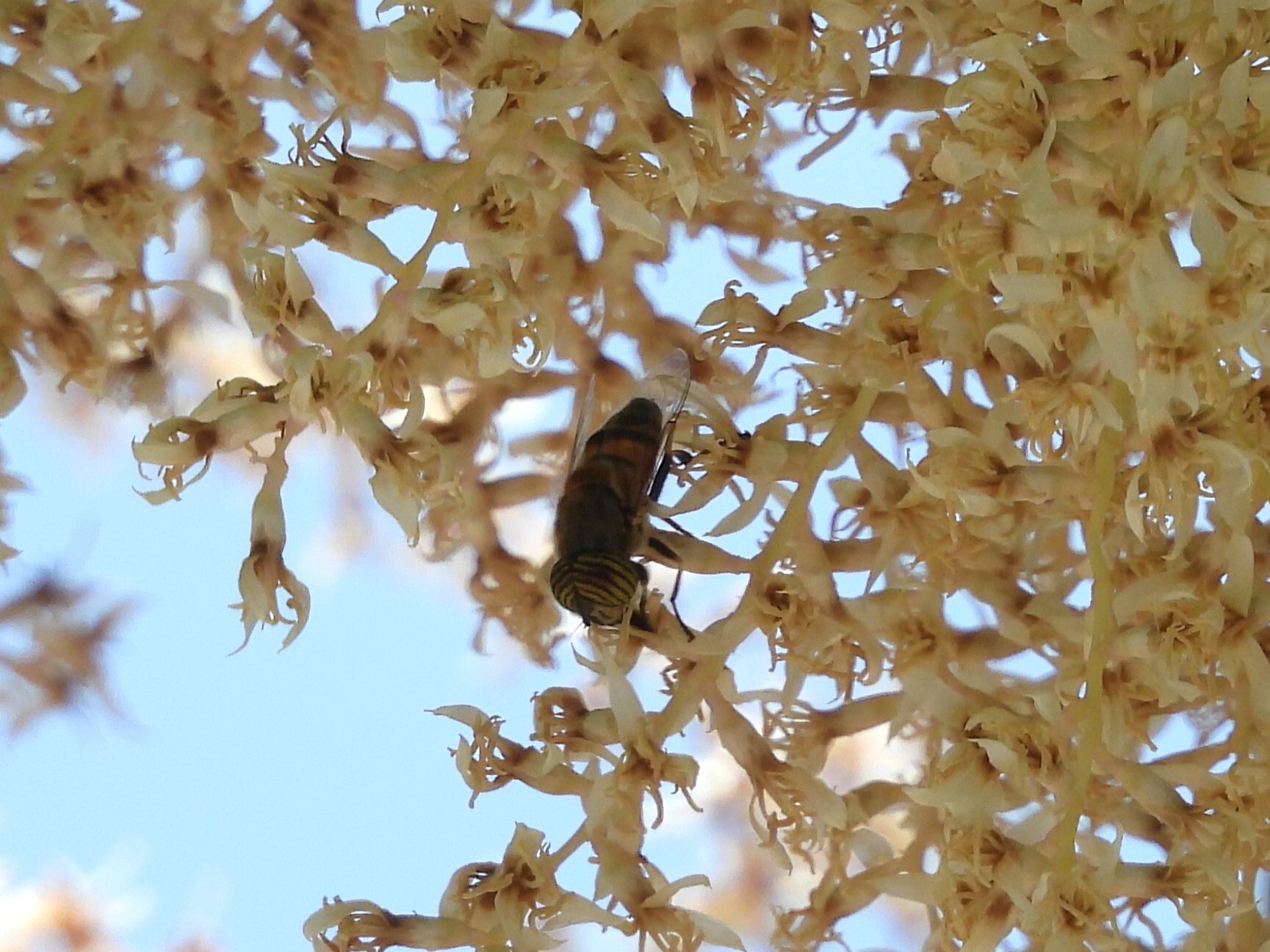 Eristalinus taeniops