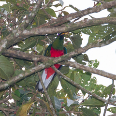 Pharomachrus antisianus