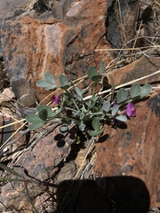 Astragalus mohavensis