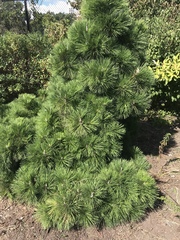Pinus thunbergii