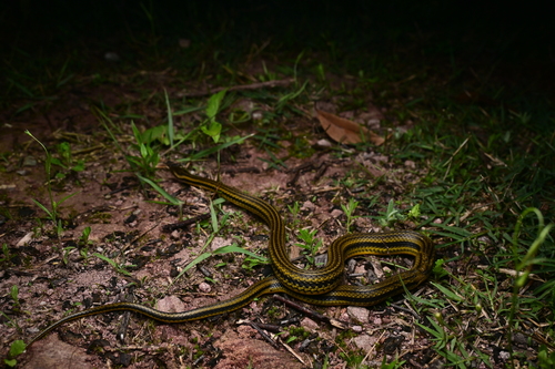 Eight-lined Keelback