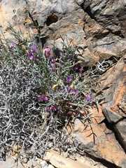 Astragalus panamintensis